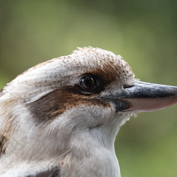 wildlife photography